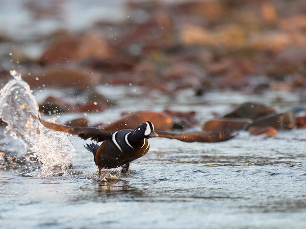Virta-alli, Harlequin Duck, Histrionicus histrionicus
