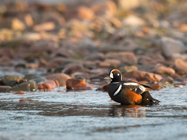 Virta-alli, Harlequin Duck, Histrionicus histrionicus