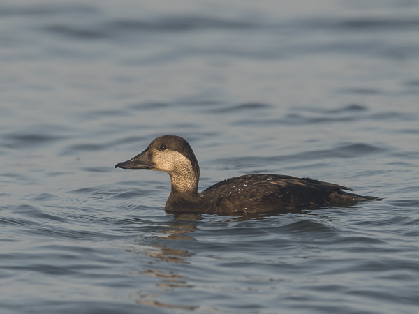 Amerikanmustalintu, American Scoter, Melanitta americana