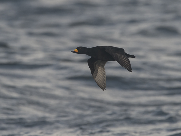 Amerikanmustalintu, American Scoter, Melanitta americana