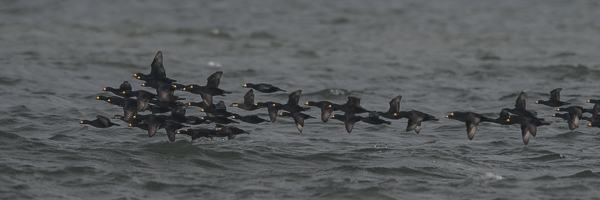Amerikanmustalintu, American Scoter, Melanitta americana