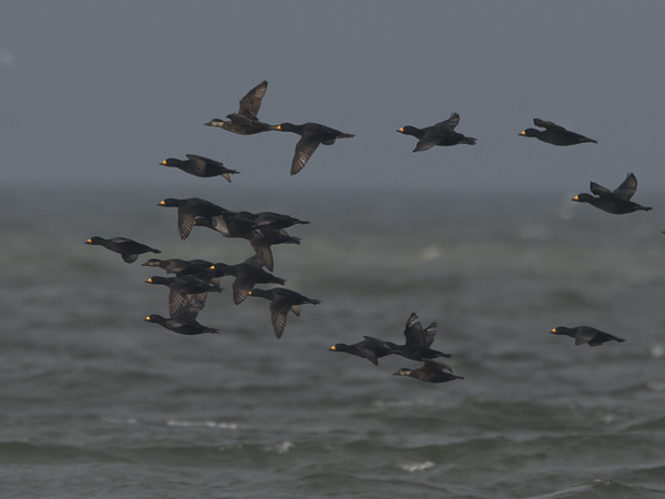 Amerikanmustalintu, American Scoter, Melanitta americana