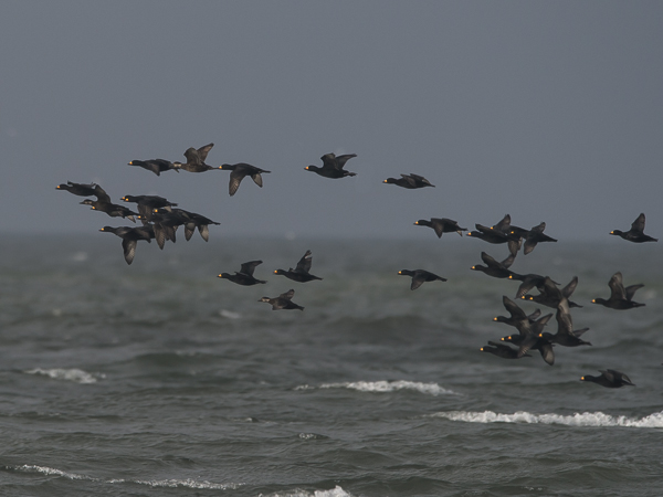 Amerikanmustalintu, American Scoter, Melanitta americana