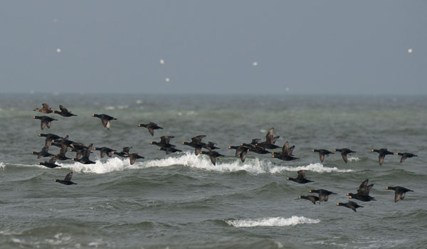 Amerikanmustalintu, American Scoter, Melanitta americana