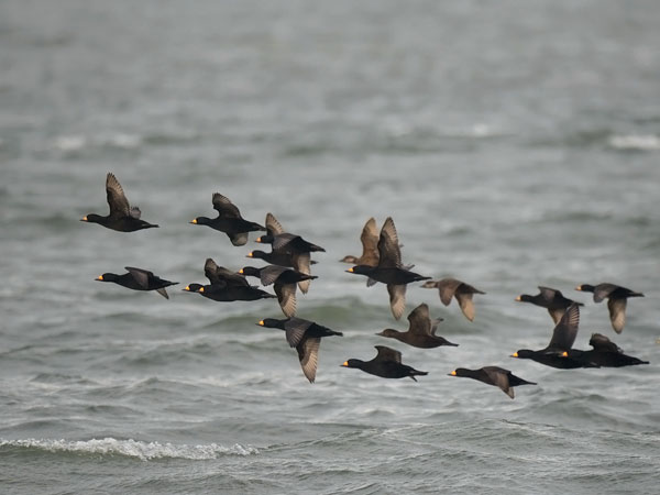 Amerikanmustalintu, American Scoter, Melanitta americana