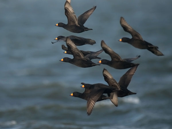 Amerikanmustalintu, American Scoter, Melanitta americana