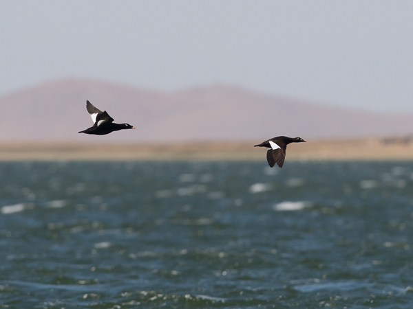Kyhmypilkkasiipi, White-winged Scoter, Melanitta deglandi