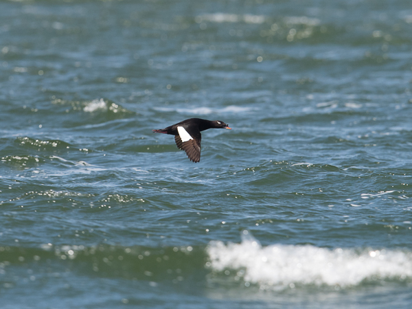 Kyhmypilkkasiipi, White-winged Scoter, Melanitta deglandi