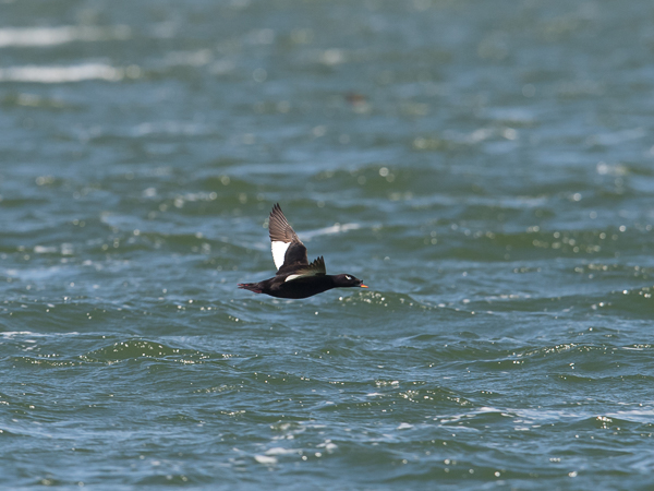Kyhmypilkkasiipi, White-winged Scoter, Melanitta deglandi