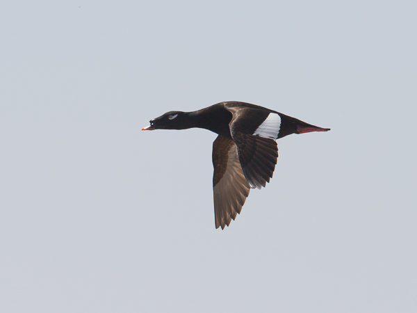 Kyhmypilkkasiipi, White-winged Scoter, Melanitta deglandi