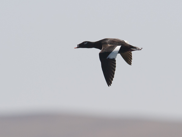 Kyhmypilkkasiipi, White-winged Scoter, Melanitta deglandi