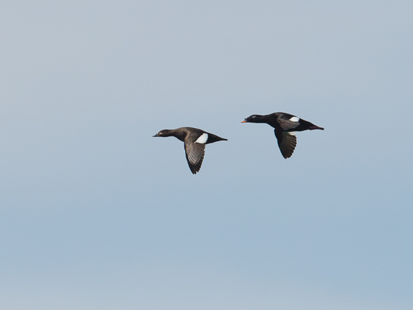 Kyhmypilkkasiipi, White-winged Scoter, Melanitta deglandi