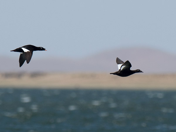 Kyhmypilkkasiipi, White-winged Scoter, Melanitta deglandi
