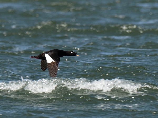 Kyhmypilkkasiipi, White-winged Scoter, Melanitta deglandi