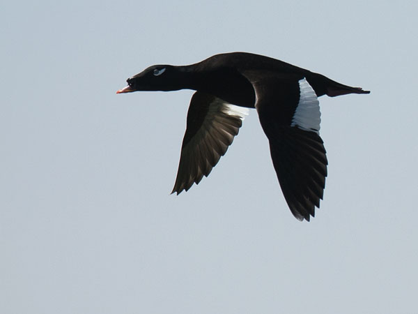 Kyhmypilkkasiipi, White-winged Scoter, Melanitta deglandi