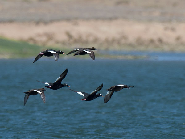 Kyhmypilkkasiipi, White-winged Scoter, Melanitta deglandi