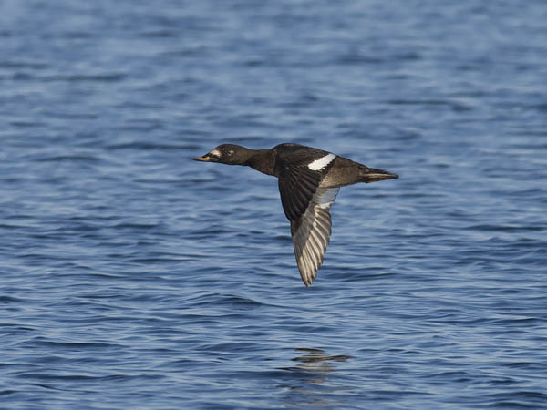 Pilkkasiipi, Velvet Scoter, Melanitta fusca