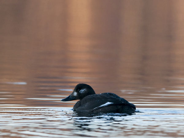 Pilkkasiipi, Velvet Scoter, Melanitta fusca