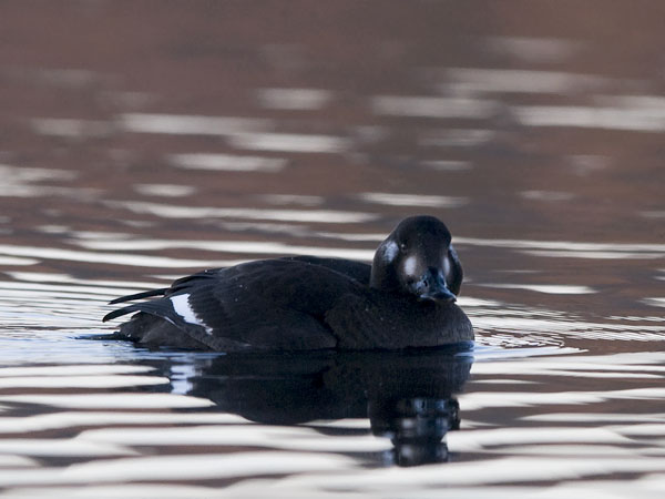 Pilkkasiipi, Velvet Scoter, Melanitta fusca
