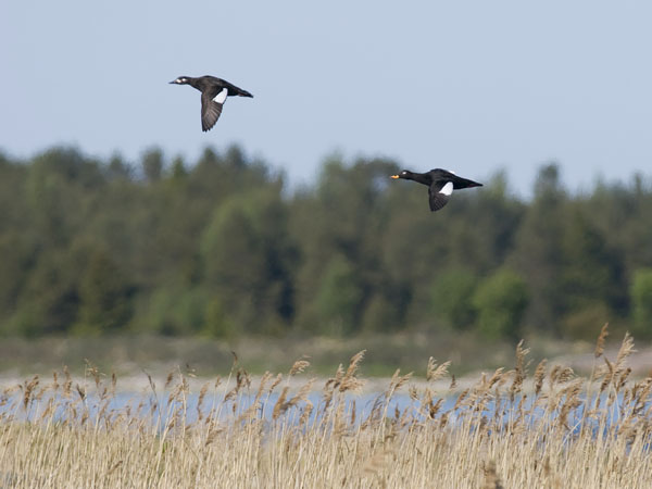 Pilkkasiipi, Velvet Scoter, Melanitta fusca