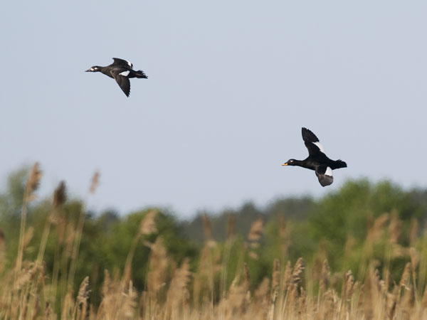 Pilkkasiipi, Velvet Scoter, Melanitta fusca