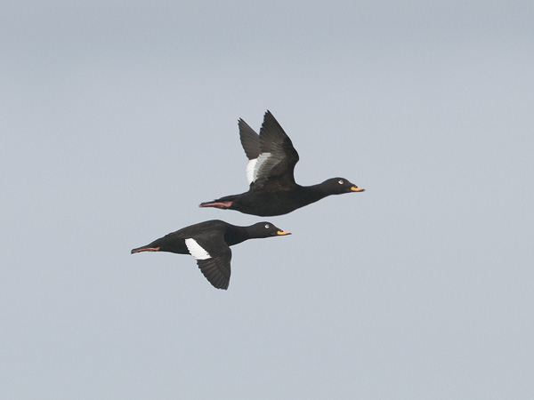 Pilkkasiipi, Velvet Scoter, Melanitta fusca