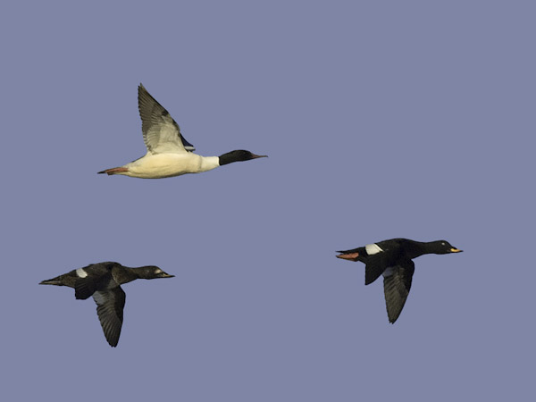 Pilkkasiipi, Velvet Scoter, Melanitta fusca