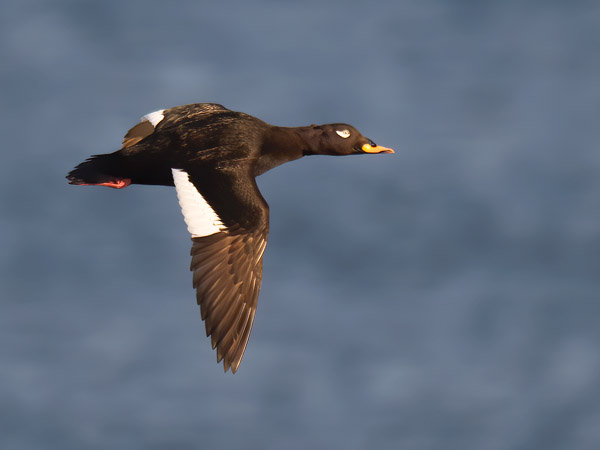 Pilkkasiipi, Velvet Scoter, Melanitta fusca
