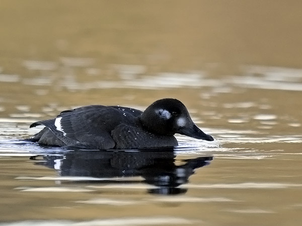 Pilkkasiipi, Velvet Scoter, Melanitta fusca