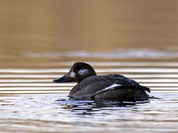 Pilkkasiipi, Velvet Scoter, Melanitta fusca