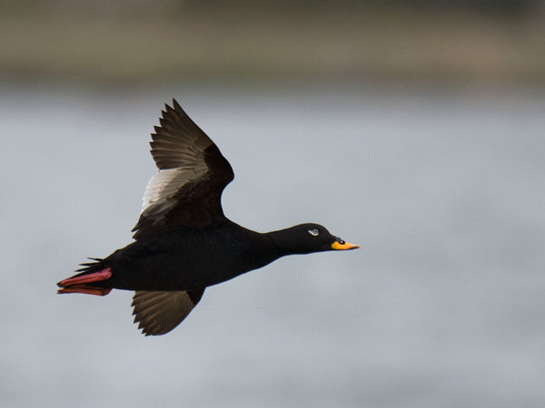 Pilkkasiipi, Velvet Scoter, Melanitta fusca