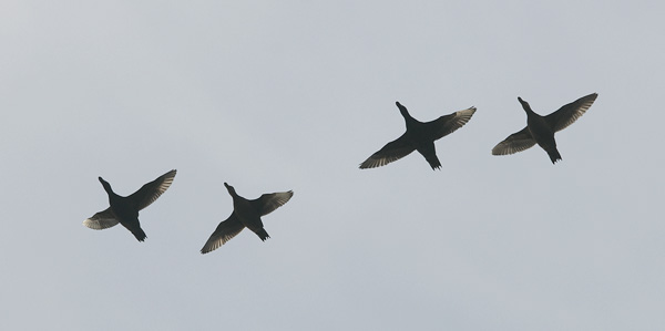 Mustalintu, Common Scoter, Melanitta nigra
