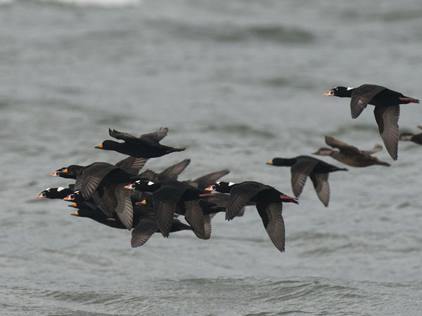 Pilkkaniska, Surf Scoter, Melanitta perspicillata