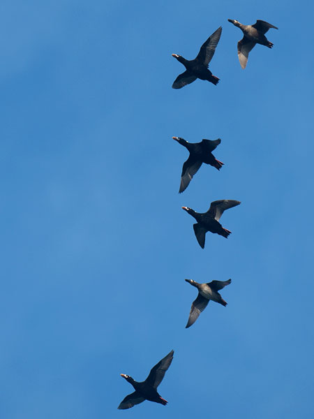Pilkkaniska, Surf Scoter, Melanitta perspicillata