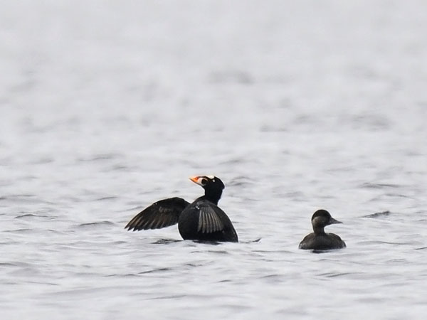 Pilkkaniska, Surf Scoter, Melanitta perspicillata