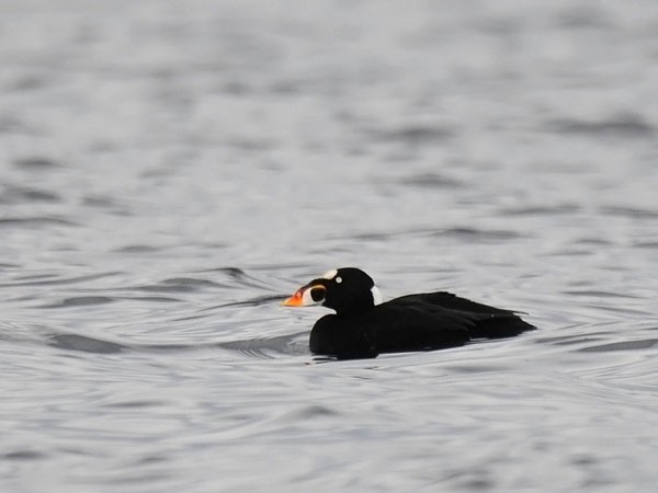 Pilkkaniska, Surf Scoter, Melanitta perspicillata