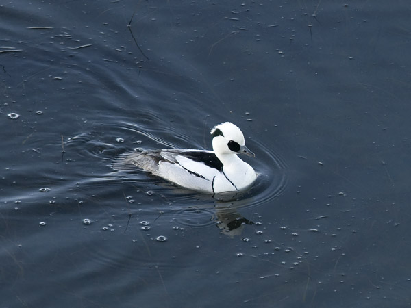 Uivelo, Smew, Mergellus albellus