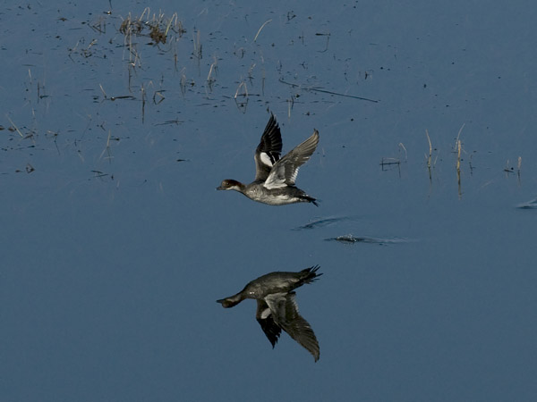 Uivelo, Smew, Mergellus albellus