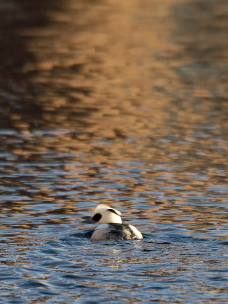 Uivelo, Smew, Mergellus albellus