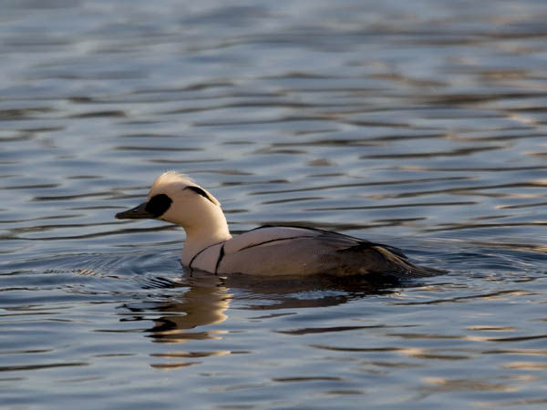 Uivelo, Smew, Mergellus albellus