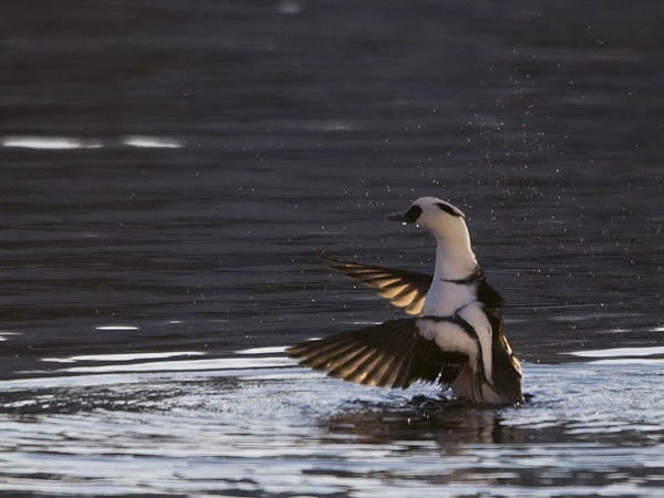 Uivelo, Smew, Mergellus albellus