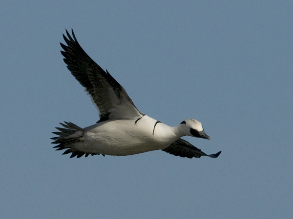 Uivelo, Smew, Mergellus albellus