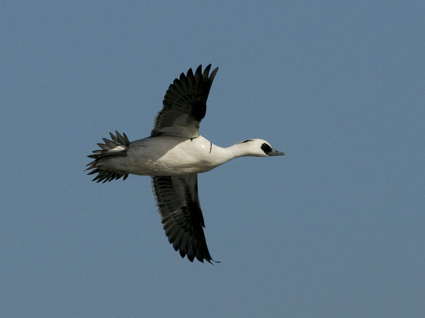 Uivelo, Smew, Mergellus albellus