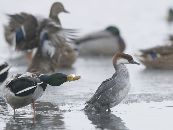 Uivelo, Smew, Mergellus albellus