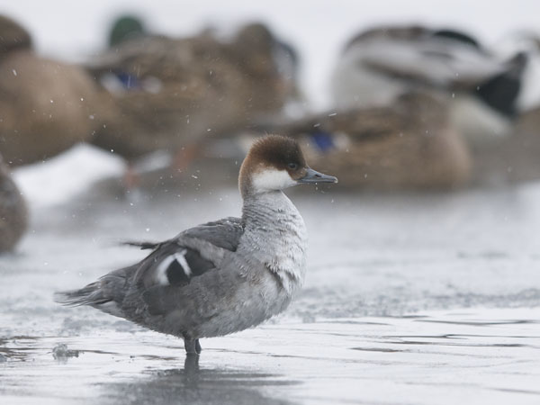 Uivelo, Smew, Mergellus albellus