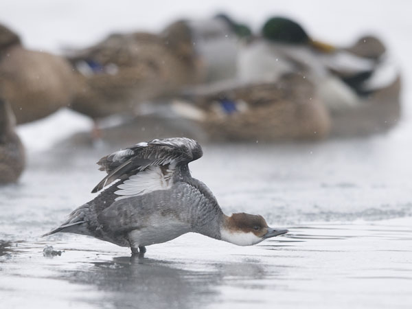 Uivelo, Smew, Mergellus albellus