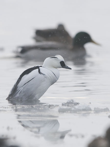 Uivelo, Smew, Mergellus albellus