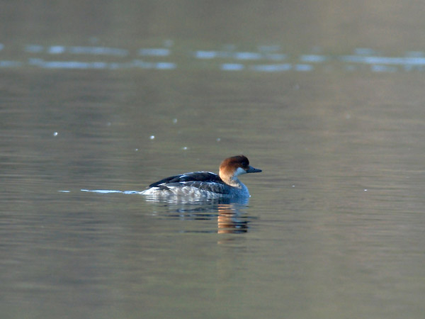 Uivelo, Smew, Mergellus albellus