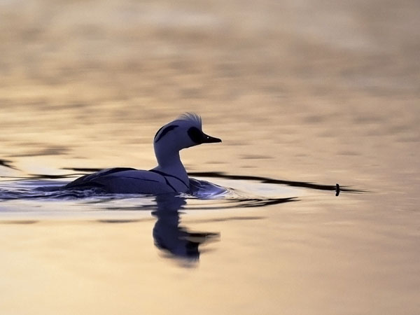 Uivelo, Smew, Mergellus albellus