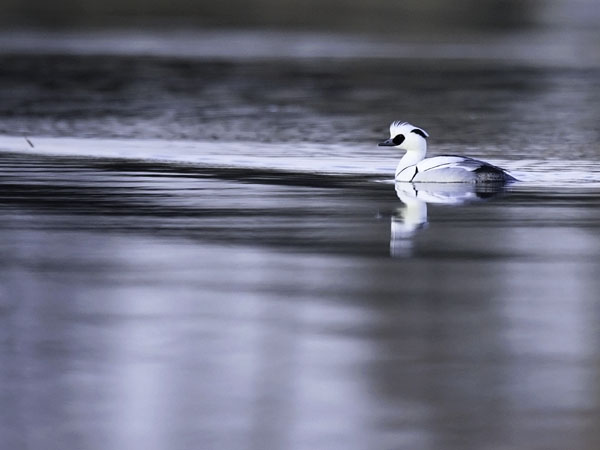 Uivelo, Smew, Mergellus albellus